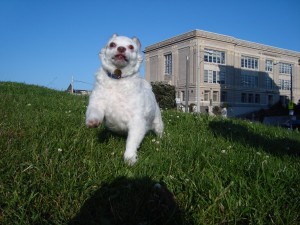 Mr. Big running like I want to be... Carefree and happy!