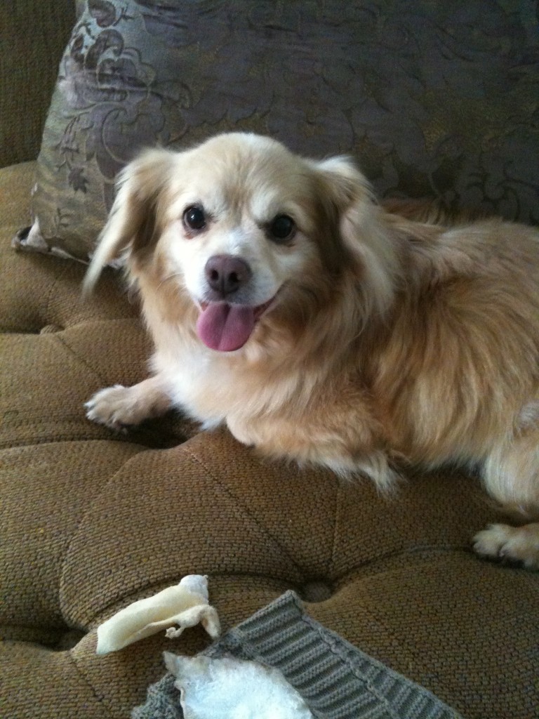 IMG_0472 Scooby