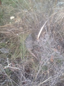 photo (2)